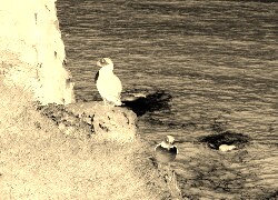 Sepia + Negatyw