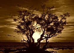 Sepia