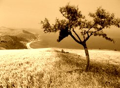 Sepia