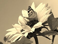 Szary + Sepia