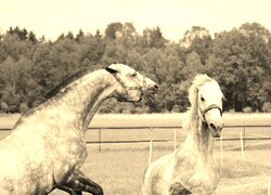 Szary + Sepia