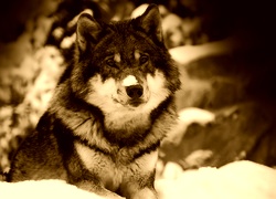 Sepia