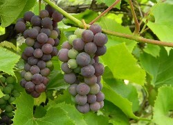 Oryginalny obrazek