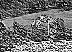 Skamielina