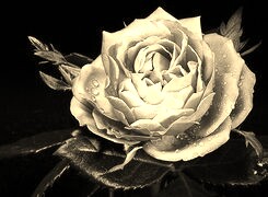 Sepia
