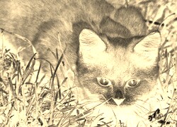 Sepia + Negatyw
