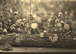 Szary + Sepia
