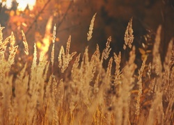 Oryginalny obrazek
