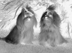 Szary + Negatyw