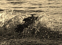 Szary + Sepia