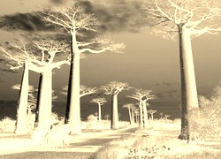 Sepia + Negatyw