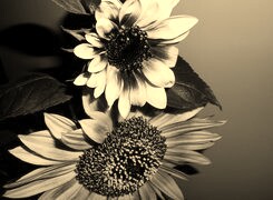 Szary + Sepia
