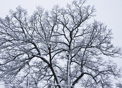 Oryginalny obrazek