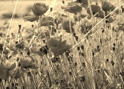 Szary + Sepia