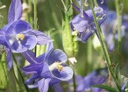 Oryginalny obrazek