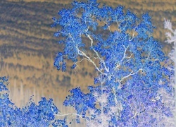 Negatyw