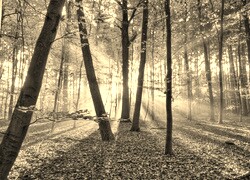 Szary + Sepia