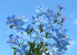Oryginalny obrazek