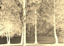 Sepia + Negatyw