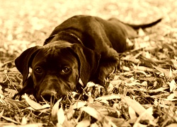 Sepia