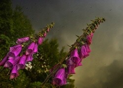 Oryginalny obrazek