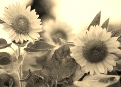 Szary + Sepia