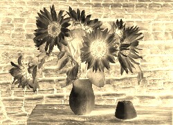 Sepia + Negatyw