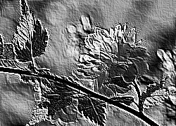 Skamielina