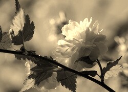 Szary + Sepia