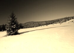 Szary + Sepia