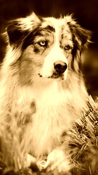 Sepia
