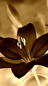 Sepia + Negatyw