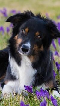 Oryginalny obrazek