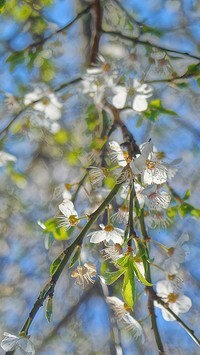 Oryginalny obrazek