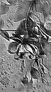 Skamielina