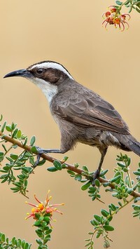 Oryginalny obrazek