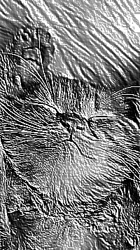 Skamielina
