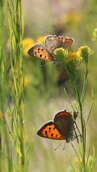 Oryginalny obrazek