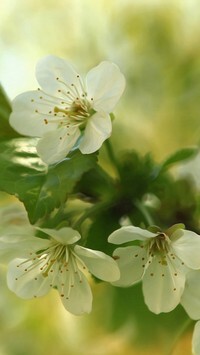 Oryginalny obrazek
