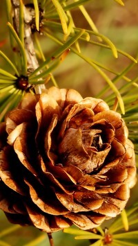 Oryginalny obrazek