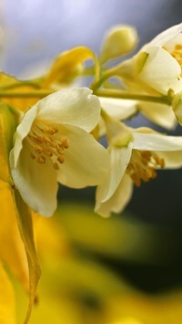 Oryginalny obrazek