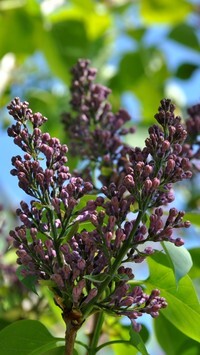 Oryginalny obrazek