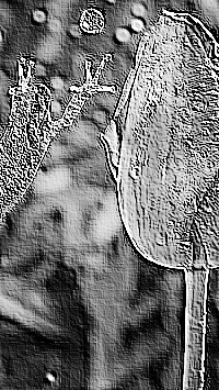 Skamielina
