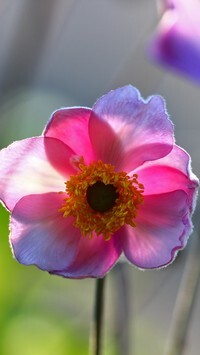 Oryginalny obrazek