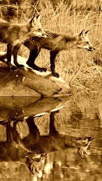 Sepia