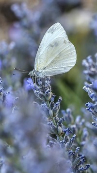 Oryginalny obrazek