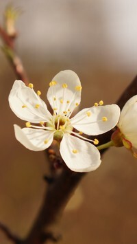 Oryginalny obrazek