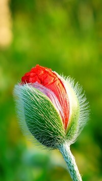 Oryginalny obrazek