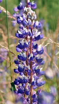 Oryginalny obrazek