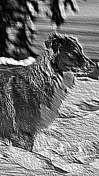 Skamielina